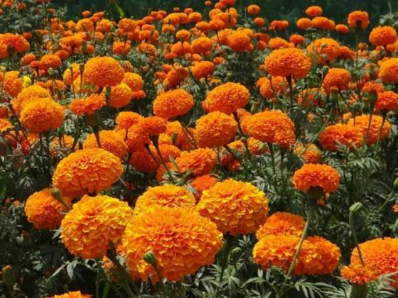 Calendula Officinalis