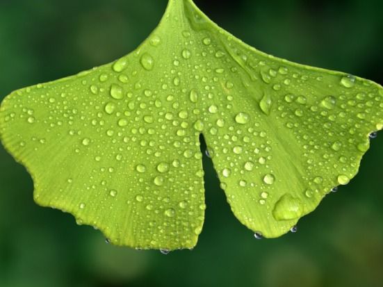 Ginkgo biloba
