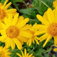 arnica