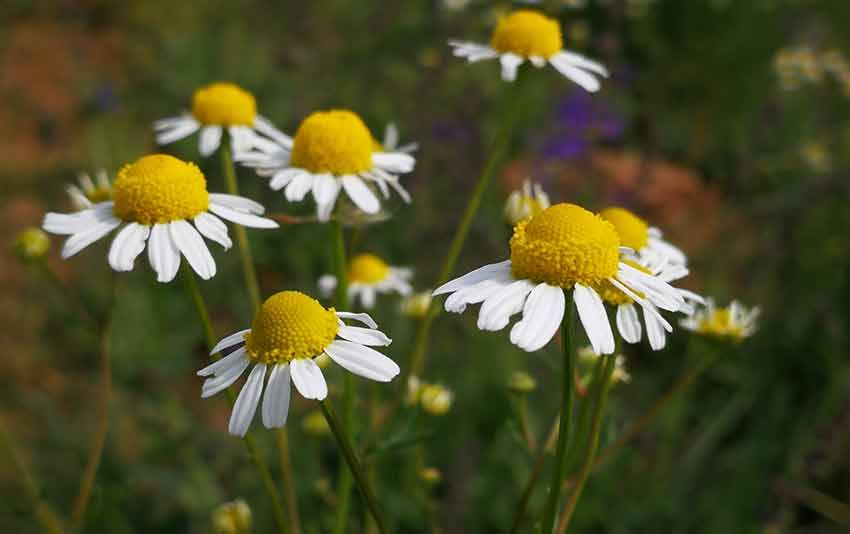 Camomilla - Le Piante Aromatiche