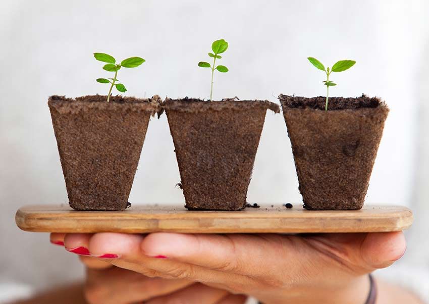Piante officinalis: come procurarsele?