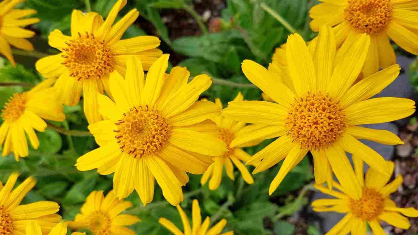 arnica
