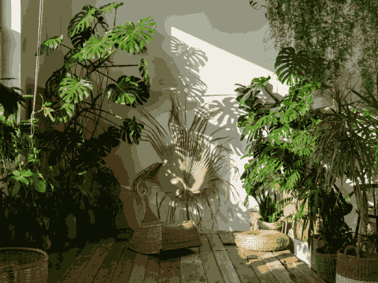 casa piante
