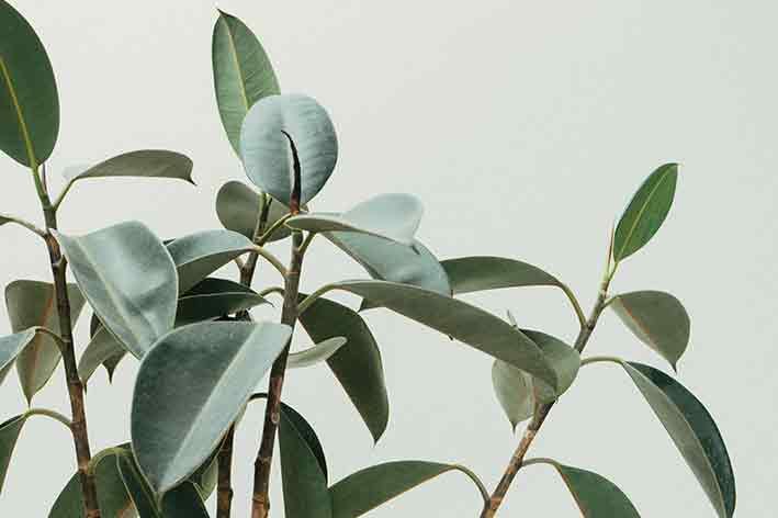 Coltivare le erbe officinali