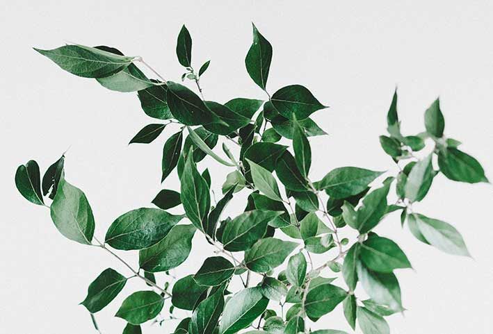 Come impiegare le piante curative dei fitoterapici