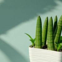 sanseveria pianta