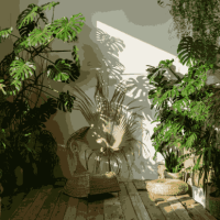 casa piante