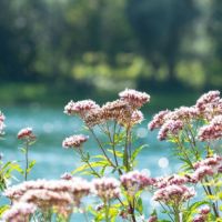 valeriana per ansia