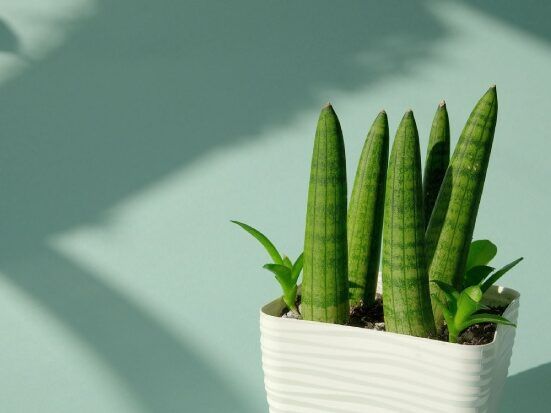 sanseveria pianta
