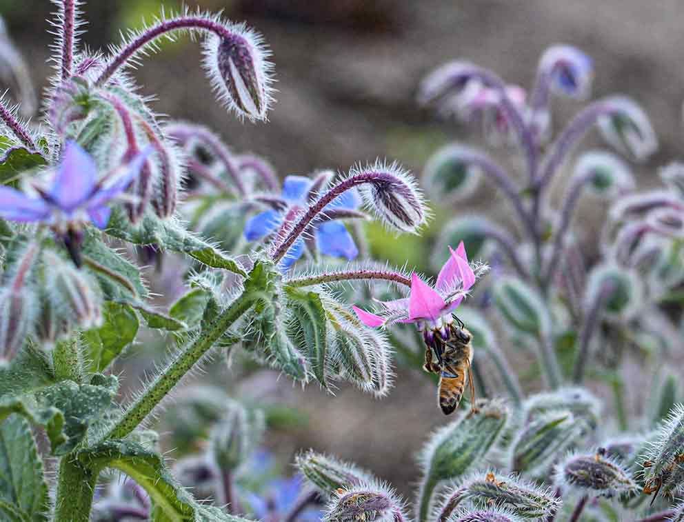 Coltivare la borragine una pianta tenuta in gran conto fra quelle officinali.