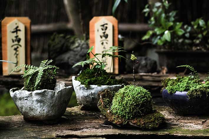 Aromaterapia e Ayurveda come nuovi metodi di medicina olistica