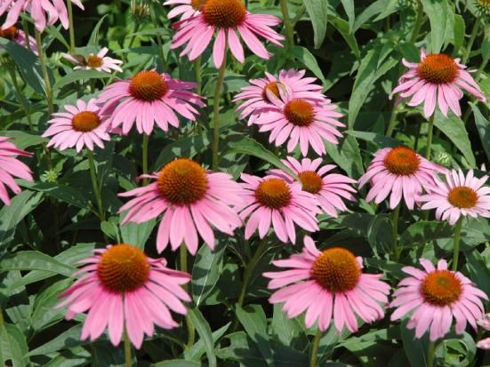 echinacea: a cosa serve