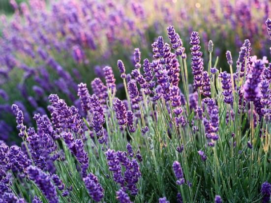 lavanda benefici e usi pratici