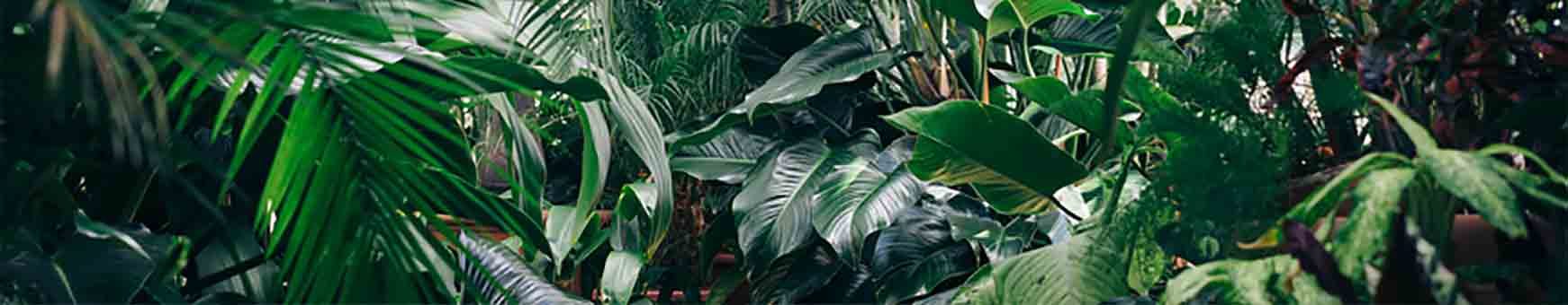 Le Piante Aromatiche