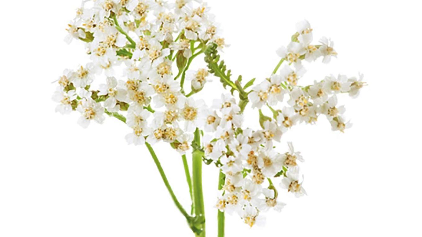 Millefoglio montano e Acanto comune come piante officinali