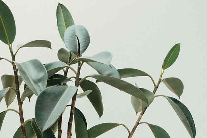 Coltivare le erbe officinali