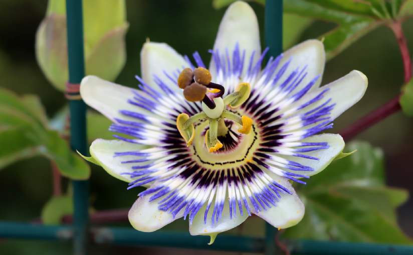melissa e passiflora
