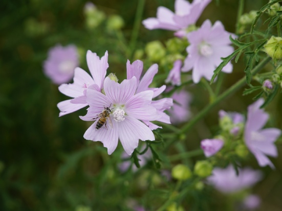 Malva Officinalis