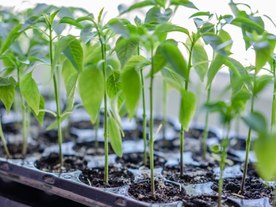 Piante e immunit&agrave;