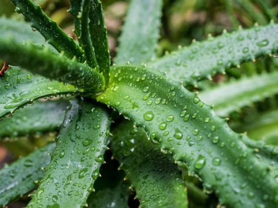 aloe vera