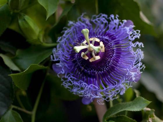 passiflora