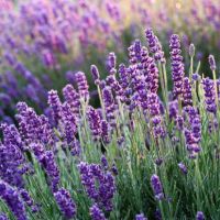 lavanda benefici e usi pratici
