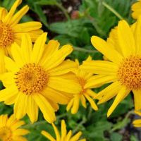 arnica