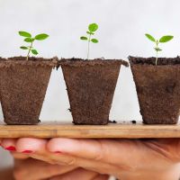 Piante officinalis: come procurarsele?