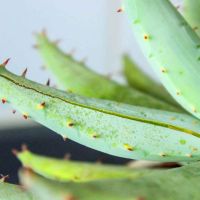 Come coltivare l&rsquo;aloe vera fra le piante officinali
