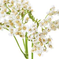 Millefoglio montano e Acanto comune come piante officinali