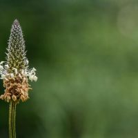 piantaggine