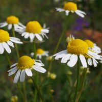 Come curare, coltivare e crescere la Camomilla