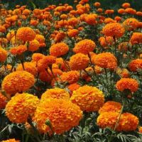 Calendula Officinalis