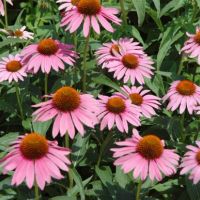 echinacea: a cosa serve