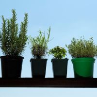 piante aromatiche: alleate del benessere