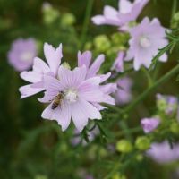 Malva Officinalis