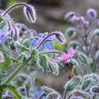 Coltivare la borragine una pianta tenuta in gran conto fra quelle officinali.