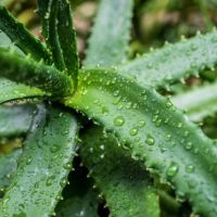 aloe vera
