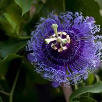 passiflora
