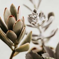 Fitoterapia come strumento del benessere e curativo